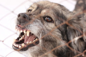 perro gris gruñendo y mostrando los dientes detrás de la valla de tela metálica